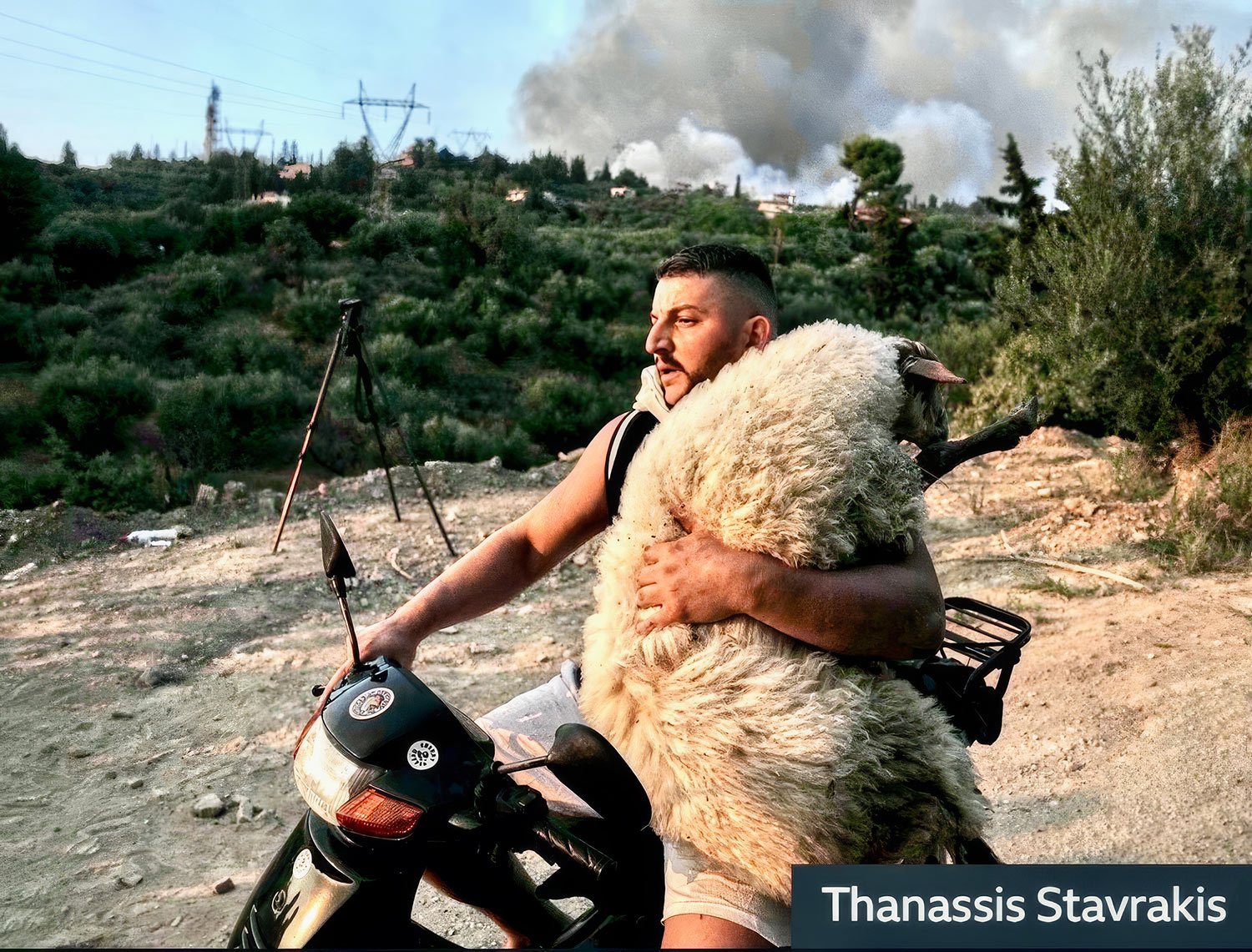 A man in a warn-torn country driving a motorcycle as he holds a large sheep on his lap.